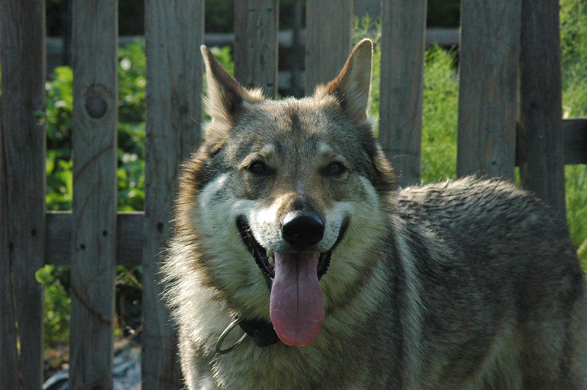 Salute dei denti per i cani: masticativi naturali